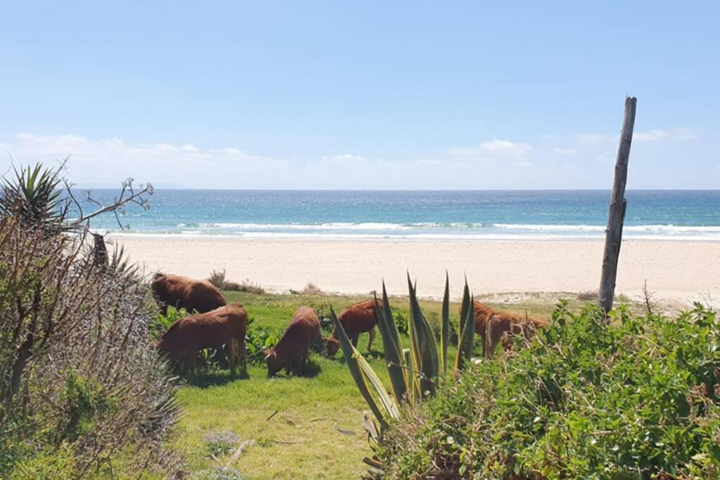 Bolonia Beach Campus Tarifa Eksteriør bilde
